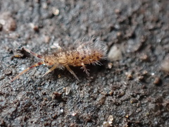 Orchesella villosa
