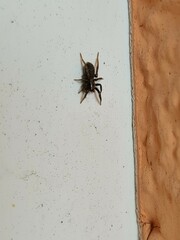 Alopecosa pulverulenta