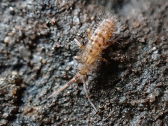 Orchesella villosa