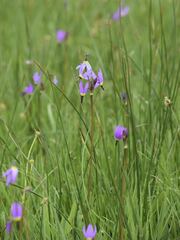 Primula tetrandra
