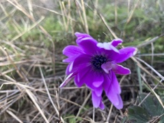 Anemone hortensis