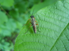Tenthredo atra
