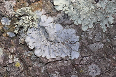 Punctelia subrudecta