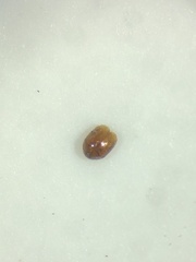 Corylophidae