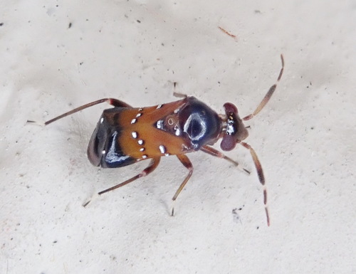 Pilophorus heidemanni