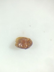 Corylophidae
