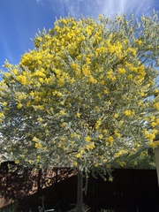 Acacia podalyriifolia