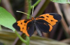 Mechanitis messenoides