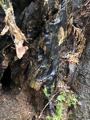Cryptostroma corticale