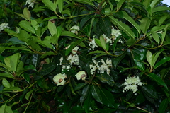Hydrangea integrifolia