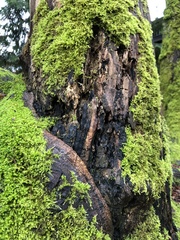Cryptostroma corticale