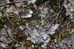 Peltigera rufescens