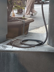 Passer montanus saturatus