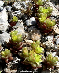 Sedum litoreum