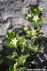 Rubia tenuifolia