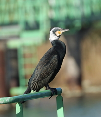 Phalacrocorax carbo sinensis