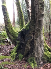 Cryptostroma corticale