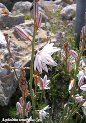 Asphodelus tenuifolius