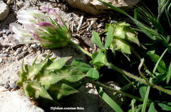 Trifolium scutatum
