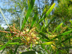 Acacia retinodes
