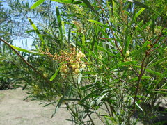 Acacia retinodes