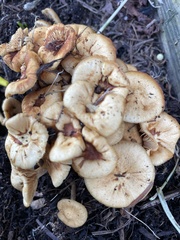 Desarmillaria tabescens