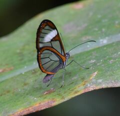 Pteronymia alissa andreas