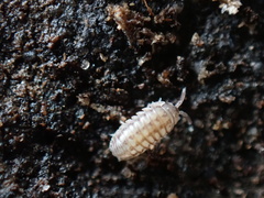 Armadillidium nasatum