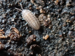 Armadillidium nasatum