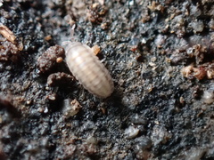 Armadillidium nasatum