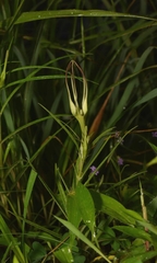 Ceropegia attenuata