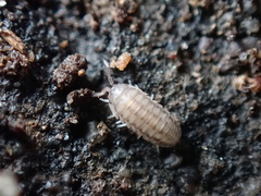 Armadillidium nasatum