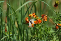Parnassius stubbendorfii