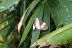 Nyctemera lacticinia