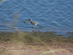 Calidris himantopus