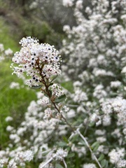 Ceanothus crassifolius