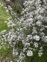 Ceanothus crassifolius