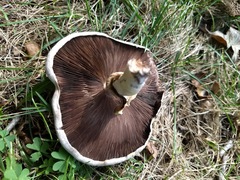 Agaricus campestris