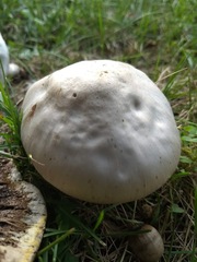Agaricus campestris