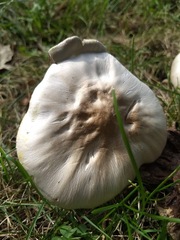 Agaricus campestris