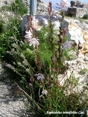 Asphodelus tenuifolius
