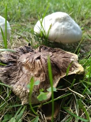 Agaricus campestris