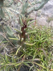 Cylindropuntia acanthocarpa