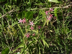 Oxypetalum solanoides