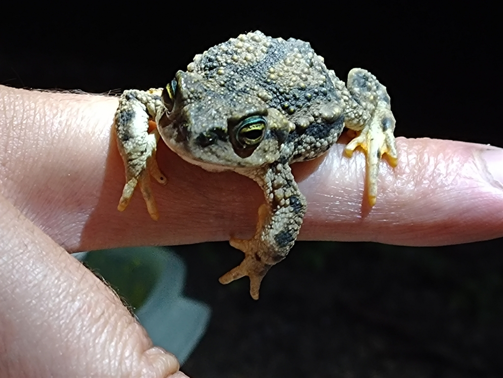 Achala Toad