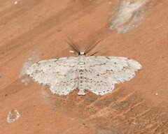 Pimaphera sparsaria