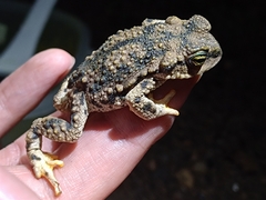 Rhinella achalensis