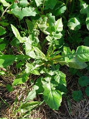 Urospermum picroides