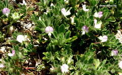 Ononis diffusa