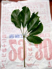 Heptapleurum heptaphyllum